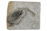 Fossil Crinoid (Pachylocrinus) - Crawfordsville, Indiana #215809-1